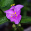 Tradescantia Valor